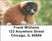 Primates Address Labels