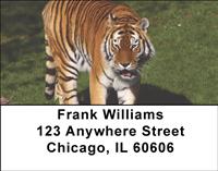 Tigers Address Labels