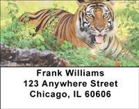 Tigers Address Labels