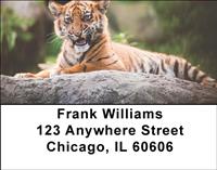 Tigers Address Labels