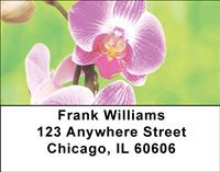 Orchids Address Labels