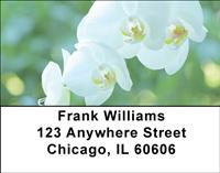 Orchids Address Labels