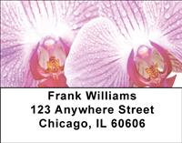 Orchids Address Labels