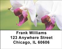 Orchids Address Labels
