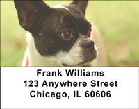 Boston Terriers Address Labels