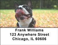 Boston Terriers Address Labels