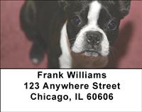 Boston Terriers Address Labels