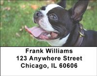 Boston Terriers Address Labels