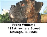 Boxers Address Labels