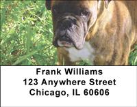 Boxers Address Labels
