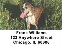 Boxers Address Labels