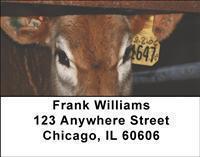 Stop Animal Cruelty Address Labels