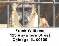 Stop Animal Cruelty Address Labels