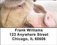 Stop Animal Cruelty Address Labels