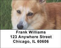 Corgis Address Labels