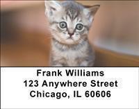 Adopt a Cat Address Labels