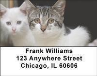 Adopt a Cat Address Labels