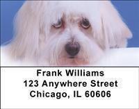 Adopt a Dog Address Labels