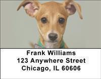 Adopt a Dog Address Labels