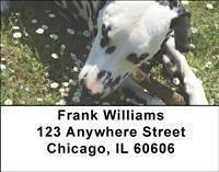 Dalmatians Address Labels