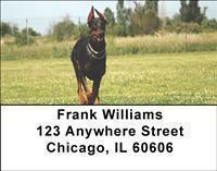 Dobermans Address Labels