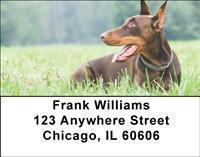 Dobermans Address Labels