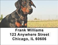 Dobermans Address Labels