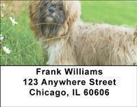 Shih Tzus Address Labels
