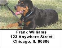 Rottweilers Address Labels