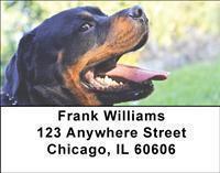 Rottweilers Address Labels