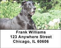 Great Danes Address Labels