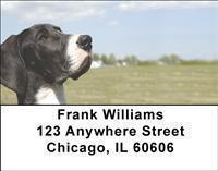 Great Danes Address Labels
