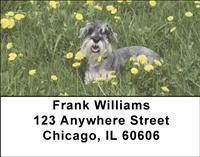 Schnauzers Address Labels