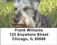 Schnauzers Address Labels