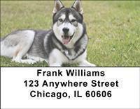 Siberian Huskies Address Labels