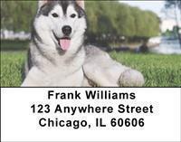 Siberian Huskies Address Labels