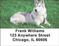 Siberian Huskies Address Labels