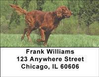 Irish Setters Address Labels