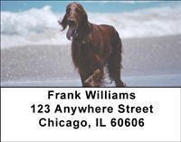 Irish Setters Address Labels