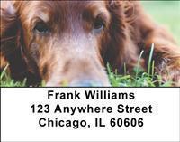 Irish Setters Address Labels