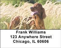 Irish Setters Address Labels