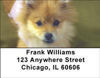 Pomeranians Address Labels