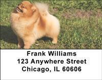 Pomeranians Address Labels