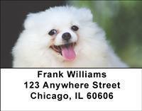 Pomeranians Address Labels