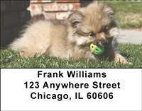 Pomeranians Address Labels