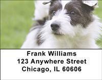 Jack Russells Address Labels