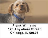 Lhasa Apsos Address Labels
