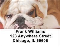 English Bulldogs Address Labels