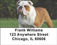 English Bulldogs Address Labels