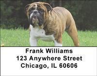 English Bulldogs Address Labels